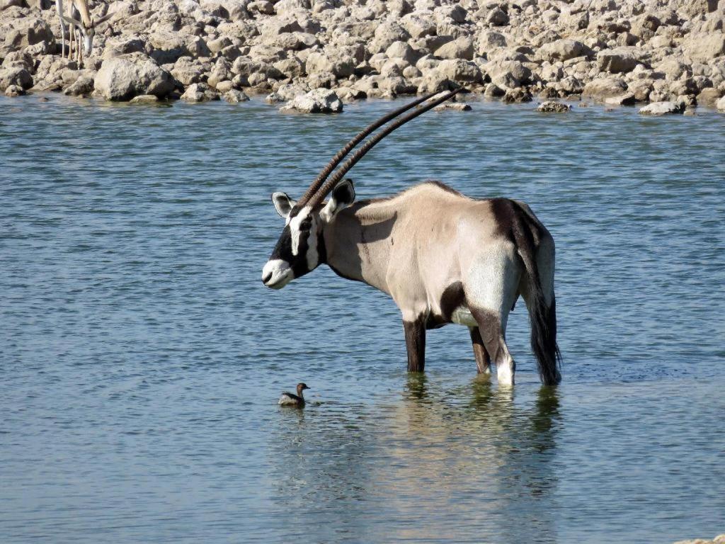 Hotel Etosha Safari Camp, Etosha National Park, Namibia Okaukuejo Esterno foto