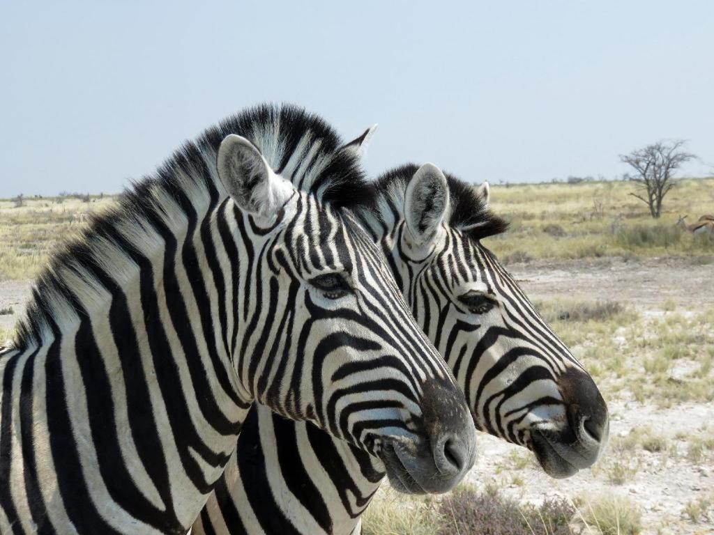 Hotel Etosha Safari Camp, Etosha National Park, Namibia Okaukuejo Esterno foto