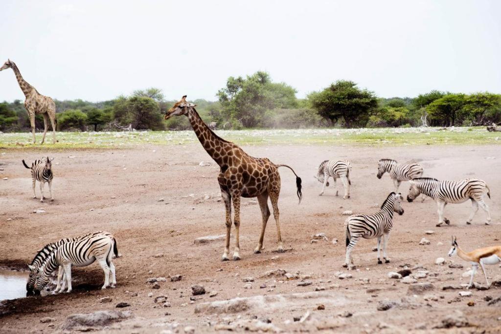 Hotel Etosha Safari Camp, Etosha National Park, Namibia Okaukuejo Esterno foto