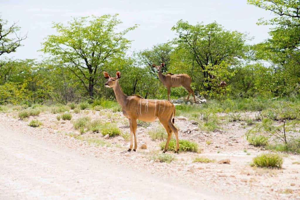 Hotel Etosha Safari Camp, Etosha National Park, Namibia Okaukuejo Esterno foto